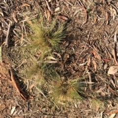 Nassella trichotoma at Garran, ACT - 12 Apr 2018 12:00 AM