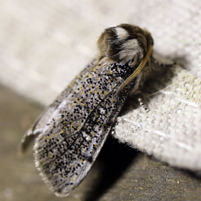 Oenosandra boisduvalii (Boisduval's Autumn Moth) at O'Connor, ACT - 18 Mar 2018 by ibaird