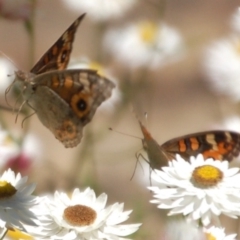 Junonia villida (Meadow Argus) at Acton, ACT - 21 Jan 2017 by KMcCue