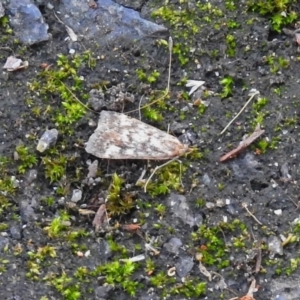 Achyra affinitalis at Acton, ACT - 12 Apr 2018 01:23 PM