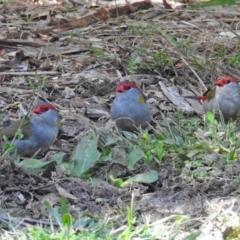 Neochmia temporalis (Red-browed Finch) at Acton, ACT - 12 Apr 2018 by RodDeb