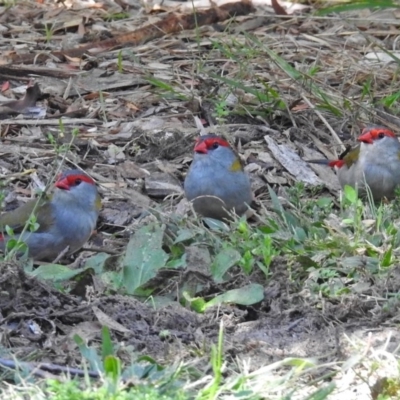 Neochmia temporalis (Red-browed Finch) at Acton, ACT - 12 Apr 2018 by RodDeb