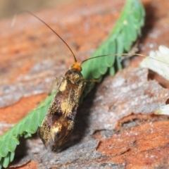 Nemophora (genus) (A Fairy Moth) at Fyshwick, ACT - 8 Apr 2018 by Harrisi