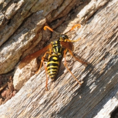 Polistes (Polistes) chinensis (Asian paper wasp) at Fyshwick, ACT - 7 Apr 2018 by Harrisi