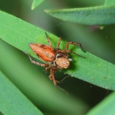 Oxyopes (genus) (Lynx spider) at Belconnen, ACT - 11 Apr 2018 by Harrisi