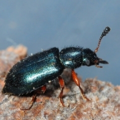 Necrobia rufipes (Red-legged ham beetle) at Bruce, ACT - 7 Apr 2018 by Harrisi