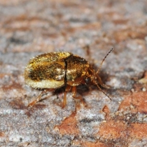 Elaphodes aeneolus at Fyshwick, ACT - 8 Apr 2018