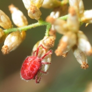 Trombidiidae (family) at Bruce, ACT - 1 Apr 2018