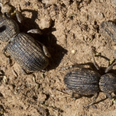 Cubicorhynchus sp. (genus) (Ground weevil) at Ainslie, ACT - 11 Apr 2018 by jbromilow50