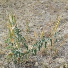 Oxypetalum coeruleum (Tweedia or Southern Star) at Isaacs, ACT - 13 Apr 2018 by Mike