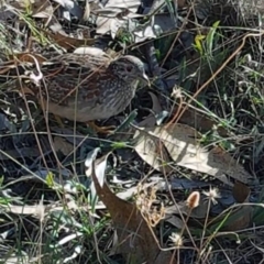 Turnix varius (Painted Buttonquail) at Mount Taylor - 27 Mar 2018 by George