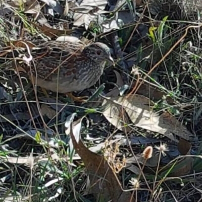 Turnix varius (Painted Buttonquail) at Kambah, ACT - 27 Mar 2018 by George