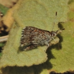 Lucia limbaria (Chequered Copper) at Tidbinbilla Nature Reserve - 13 Apr 2018 by JohnBundock