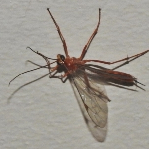 Netelia sp. (genus) at Wanniassa, ACT - 12 Apr 2018 09:20 PM