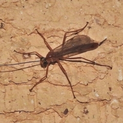 Netelia sp. (genus) at Wanniassa, ACT - 12 Apr 2018