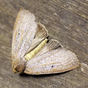 Paralaea porphyrinaria at O'Connor, ACT - 12 Apr 2018 10:57 PM