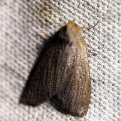 Paralaea porphyrinaria at O'Connor, ACT - 12 Apr 2018 10:57 PM