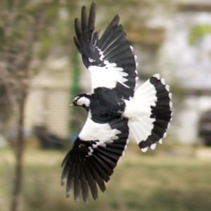 Grallina cyanoleuca at Lyneham, ACT - 10 Apr 2018 01:26 PM