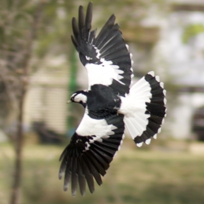 Grallina cyanoleuca (Magpie-lark) at Lyneham Wetland - 10 Apr 2018 by jbromilow50