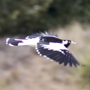 Grallina cyanoleuca at Lyneham, ACT - 10 Apr 2018