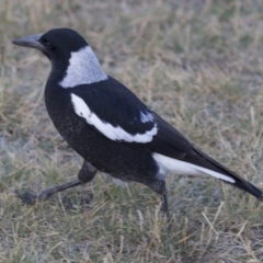 Gymnorhina tibicen (Australian Magpie) at Dickson Wetland - 11 Apr 2018 by jbromilow50