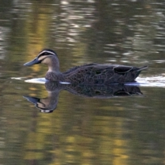 Anas superciliosa (Pacific Black Duck) at Dickson Wetland - 11 Apr 2018 by jbromilow50