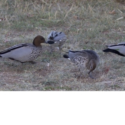Chenonetta jubata (Australian Wood Duck) at Dickson Wetland - 11 Apr 2018 by jb2602