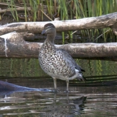 Chenonetta jubata at Dickson, ACT - 11 Apr 2018