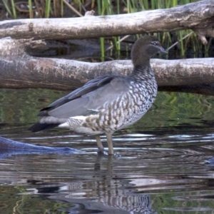 Chenonetta jubata at Dickson, ACT - 11 Apr 2018