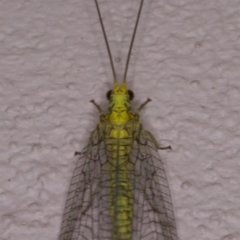 Mallada sp. (genus) (Green lacewing) at Ainslie, ACT - 12 Apr 2018 by jbromilow50