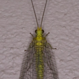 Mallada sp. (genus) at Ainslie, ACT - 12 Apr 2018