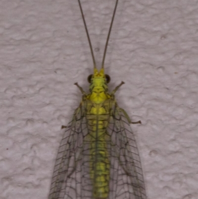 Mallada sp. (genus) (Green lacewing) at Ainslie, ACT - 12 Apr 2018 by jbromilow50