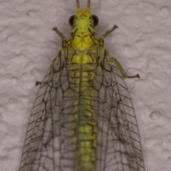 Mallada sp. (genus) at Ainslie, ACT - 12 Apr 2018