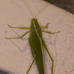 Caedicia simplex (Common Garden Katydid) at Ainslie, ACT - 12 Apr 2018 by jbromilow50