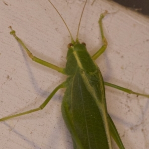 Caedicia simplex at Ainslie, ACT - 12 Apr 2018