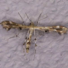 Sphenarches anisodactylus (Geranium Plume Moth) at Ainslie, ACT - 12 Apr 2018 by jb2602