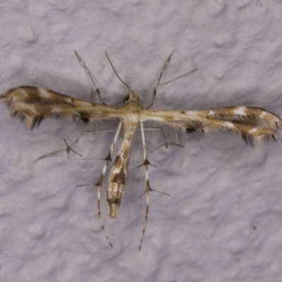 Sphenarches anisodactylus (Geranium Plume Moth) at Ainslie, ACT - 12 Apr 2018 by jb2602