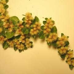 Alternanthera pungens (Khaki Weed) at Banks, ACT - 10 Apr 2018 by michaelb