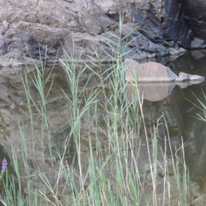 Phragmites australis at Tennent, ACT - 14 Mar 2018