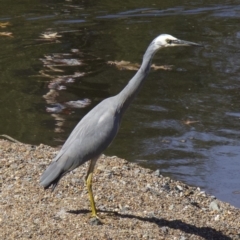 Egretta novaehollandiae (White-faced Heron) at Lyneham Wetland - 12 Apr 2018 by jb2602