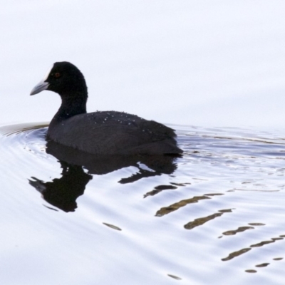 Fulica atra (Eurasian Coot) at Dickson Wetland - 11 Apr 2018 by jb2602