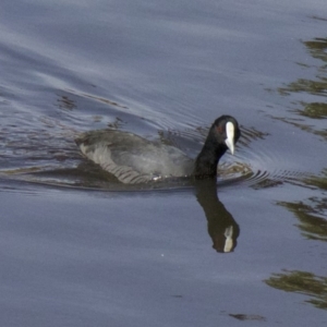 Fulica atra at Lyneham, ACT - 12 Apr 2018 01:12 PM