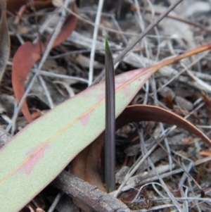 Calochilus platychilus at Cook, ACT - 13 Apr 2018