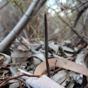 Calochilus platychilus at Cook, ACT - 13 Apr 2018