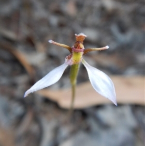 Eriochilus cucullatus at Cook, ACT - suppressed