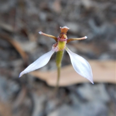 Eriochilus cucullatus (Parson's Bands) at Cook, ACT - 13 Apr 2018 by CathB