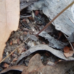 Eriochilus cucullatus at Cook, ACT - suppressed