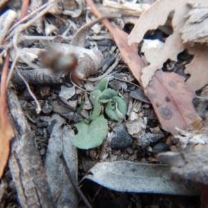 Diplodium sp. at Cook, ACT - 13 Apr 2018