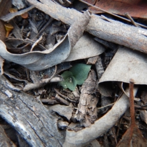 Diplodium sp. at Cook, ACT - 13 Apr 2018