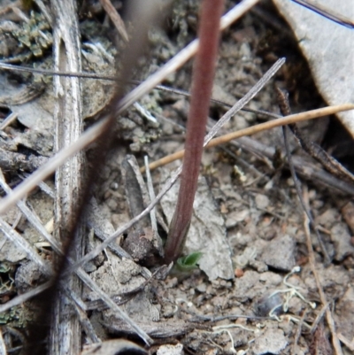 Speculantha rubescens (Blushing Tiny Greenhood) at Cook, ACT - 13 Apr 2018 by CathB